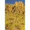 Usa Arizona Tucson Mountain Park. Sonoran Desert Landscape. Poster Print By Jaynes Gallery